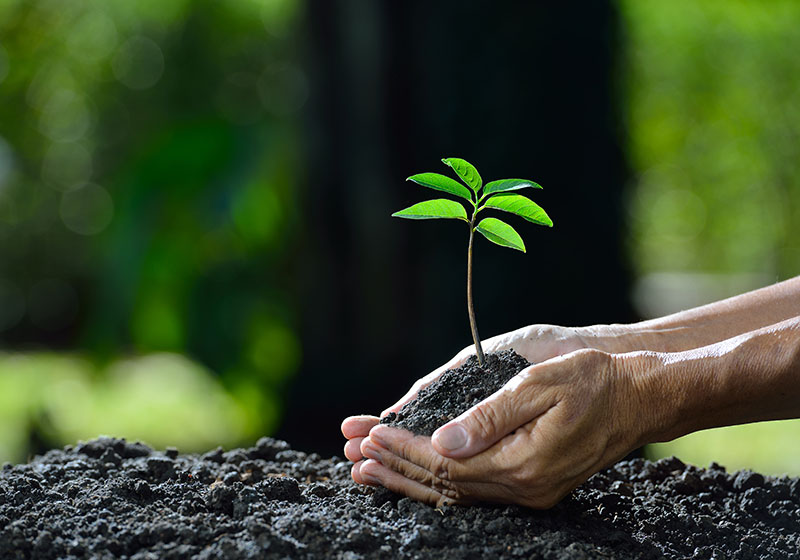 Especialización en Educación para la Sostenibilidad Ambiental